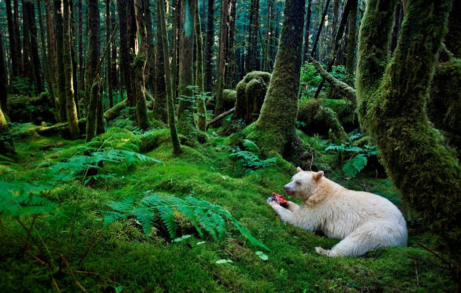 Great Bear Rainforest, British Columbia, Canada